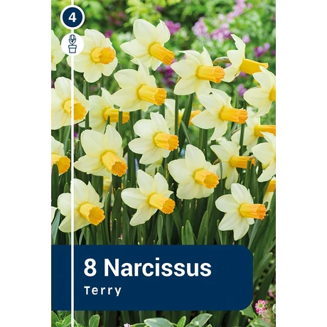 Vh16275 Narcisz Botanical Terry 8db/csom