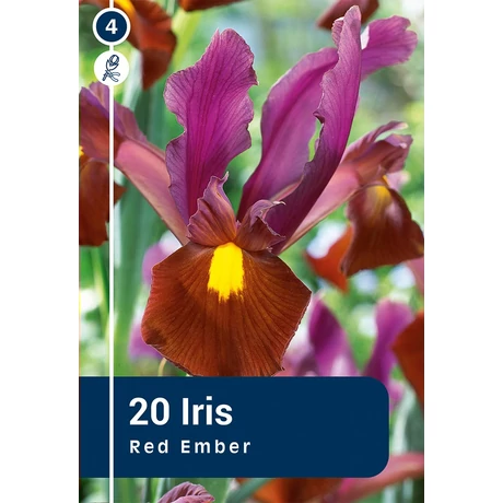 Vh 16303  Iris Hollandica Red Ember 20db/cs 6/7