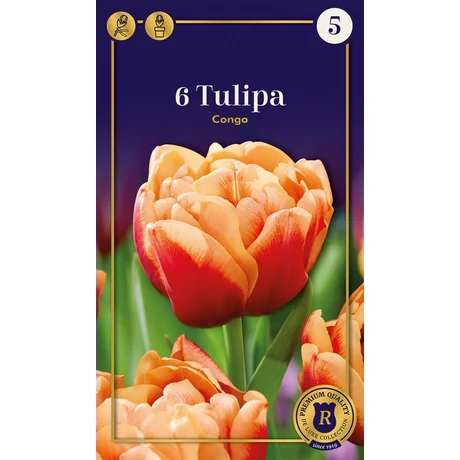 Vh16503 Tulipán Supreme Double Early Congo 6db/csom