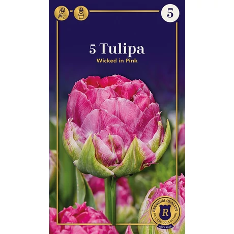 Vh16509 Tulipán Supreme Double Early Wicked in Pink 5db/csom