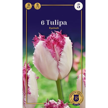 Vh 16973 Tulipa Supreme Fringed (Crispa) Eyelash 6db/cs 12/+