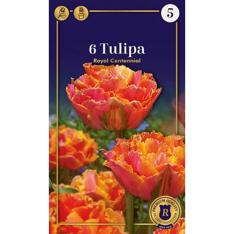 Vh16952 Tulipán Supreme Double Fringed Royal Centennial 6db/cs
