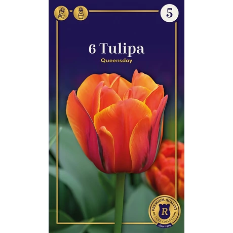 Vh16527 Tulipán Supreme Double Late Queensday 6db/csom