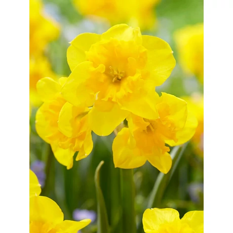 Vh 16122 Narcissus Narcissus Yellow Parrot 8db/cs 10/12