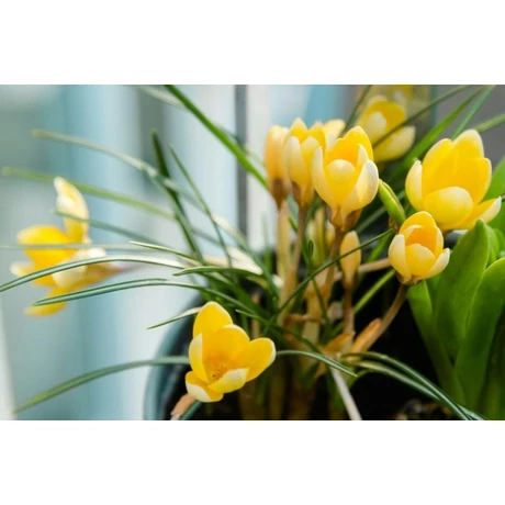 Vh 16123 Crocus Romance 12db/cs 5/6