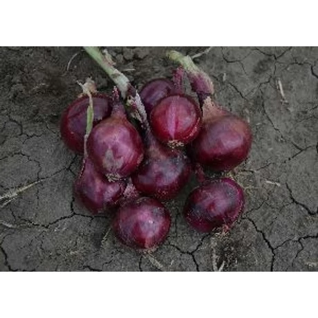 Dughagyma Lila Allium cepa Electric 10-21mm 10kg/zsák