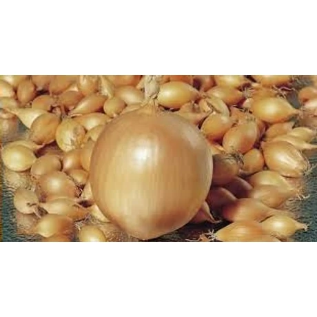 Dughagyma Allium cepa Troy 10-21mm 10kg/zsák