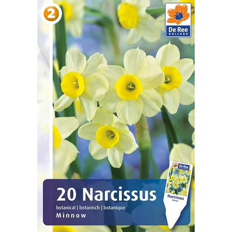 Vh16337 Narcisz Botanical Minnow 20db/csom