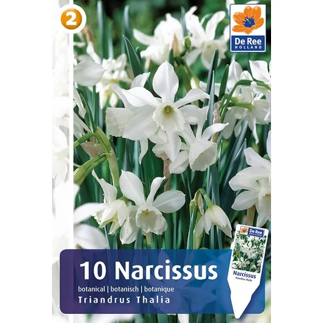 Vh 16341 Narcissus Botanical Triandus Thalia 10db/cs 10/12