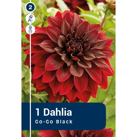Vh08855 Dahlia cserepes Go-Go Black 1db/cs