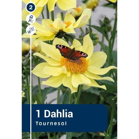 Vh08856 Dahlia Mignon Tournesol 1db/cs