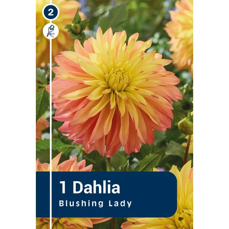Vh08853 Dahlia Decorative Blushing Lady 1db/cs