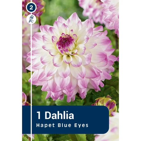 Vh08854 Dahlia Decorative Dinnerplate Hapet Blue Eyes 1db/cs