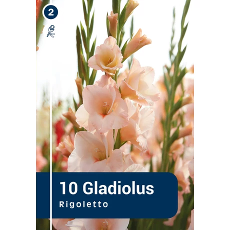 Vh08859 Gladiolus Largeflowering Rigoletto 10db/cs