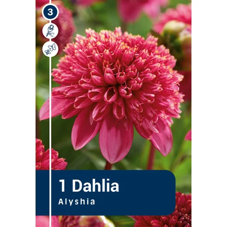 Vh08857 Dahlia Anemone Alyshia 1 db/cs