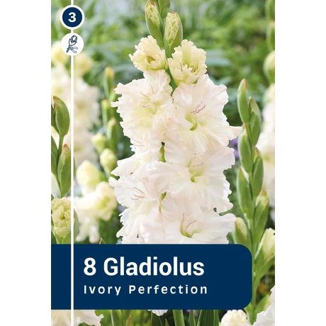 Vh08860 Gladiolus Parrot Ivory Perfection 8db/cs