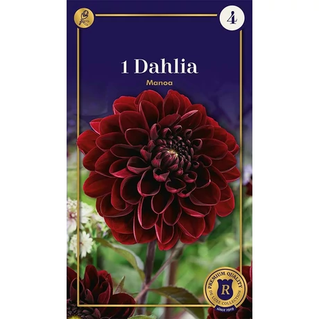 Vh10656 Dahlia Decorative Manoa 1db/cs