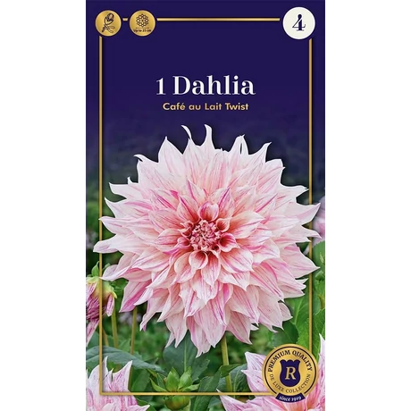 Vh10659 Dahlia Dinnerplate Café au Lait Twist 1db/cs