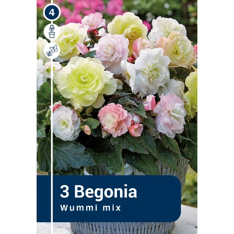 Vh08864 Begonia Wummi Mix 3db/cs