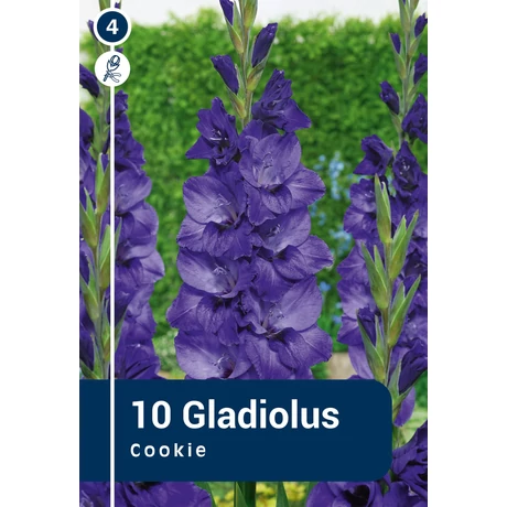 Vh08858 Gladiolus Largeflowering Cookie 10db/cs