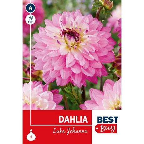 Vh08140 Dahlia Decorative Luka Johanna 1db/cs