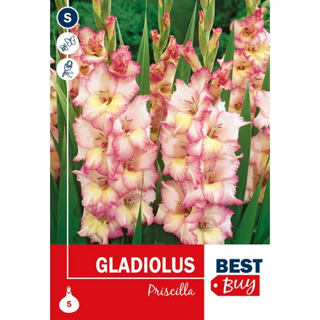 Vh08136 Gladiolus Largeflowering Priscilla 5db/cs