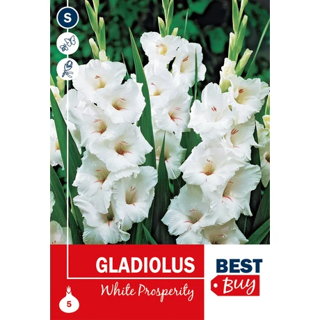 Vh08137 Gladiolus Largeflowering White Prosperity 5db/cs