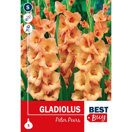 Vh08138 Gladiolus Largeflowering Peter Pears 5db/cs