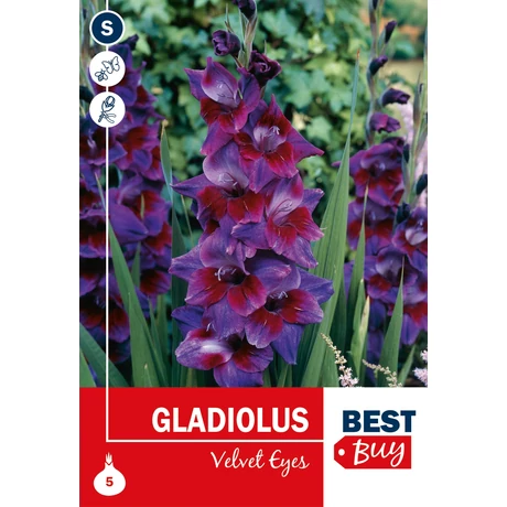 Vh08139 Gladiolus Largeflowering Velvet Eyes 5db/cs