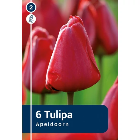 Vh 16250 Tulipa Darwin hybride Apeldoorn 6db/cs 11/12