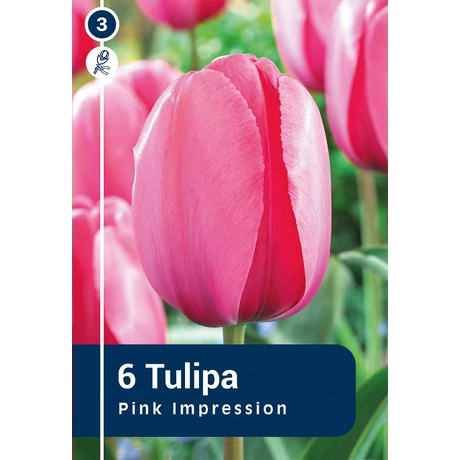 Vh 16489 Tulipa Darwin hybride Pink Impression 6db/cs 11/12