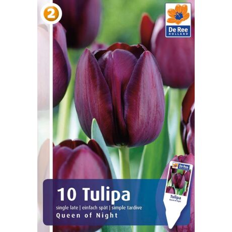 Vh16226 Tulipán Single Late Queen of Night 10db/csom