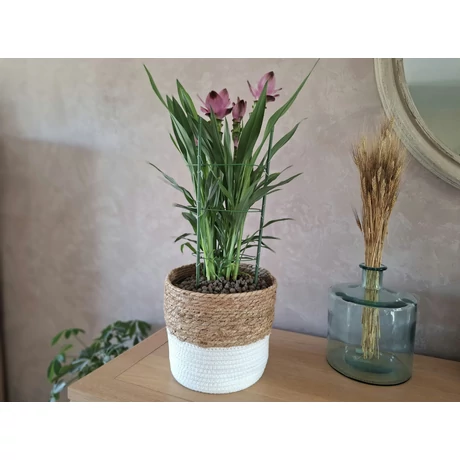 2023348 FLORA SPHERE gyűrűs növénytámasz   zöld O 18 x 45 cm