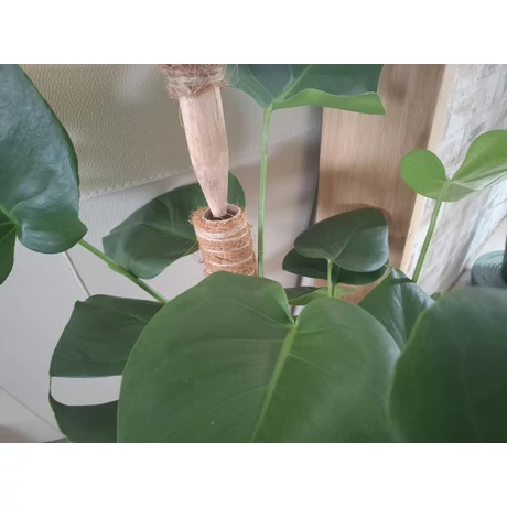 2023354 COCO UP egymásba illeszthető kókusztámasz  O 45 mm kókuszdió 120 cm