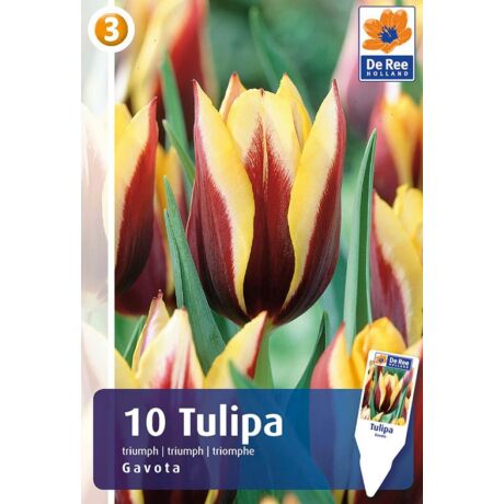 Vh16241 Tulipán Triumph Gavota 10db/csom