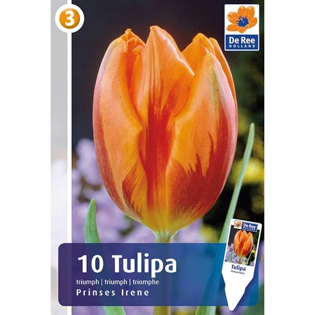 Vh16218 Tulipán Rembrandt  Prinses Irene 10db/csom