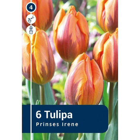 Vh 16218 Tulipa rembrandt Prinses Irene 6db/cs 11/12