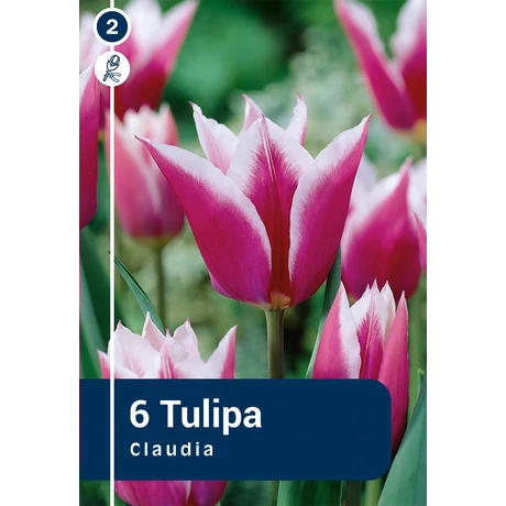 Vh 16277 Tulipa Lilyflowering Claudia 6db/cs 11/12