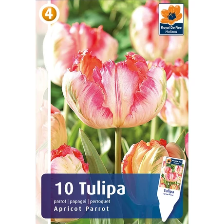 Vh16262 Tulipán Parrot Apricot 10db/csom