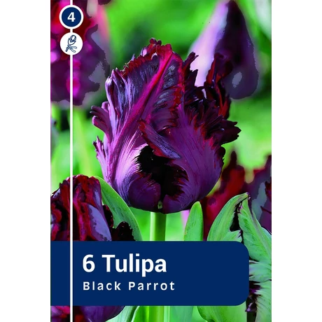 Vh 16263 Tulipa Black Parrot 6db/cs 11/12