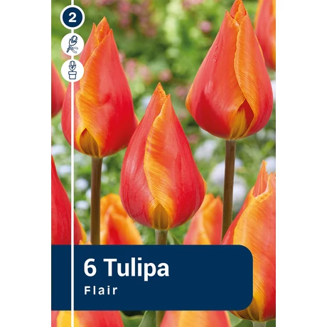 Vh 16309 Tulipa Single early Flair 6db/cs 11/12
