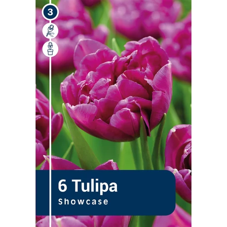 Vh 16310 Tulipa double early Showcase 6db/cs 11/12