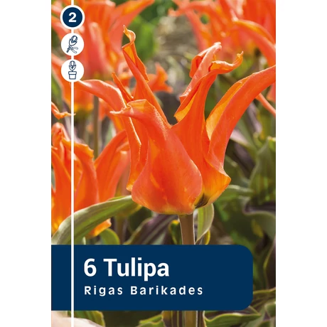 Vh 16316 Tulipa Greigii Rigas Barikades 6db/cs 11/12