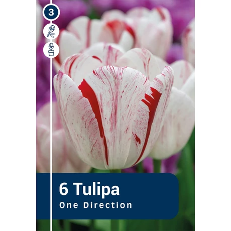 Vh 16317 Tulipa rembrandt One direction 6db/cs 11/12