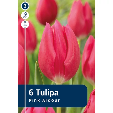 Vh 16321 Tulipa Triumph Pink Ardour 6db/cs 11/12