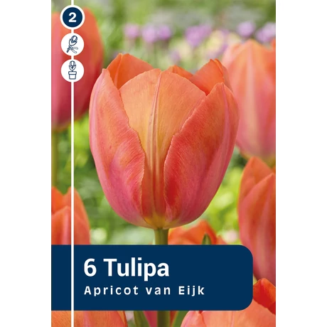 Vh 16332 Tulipa Darwin hybride Apricot van Eijk 6db/cs 11/12