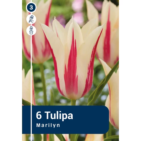 Vh 16336 Tulipa Lilyflowering Marilyn 6db/cs 11/12
