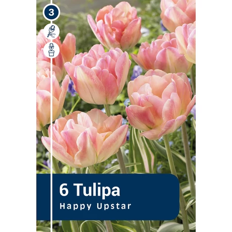Vh 16338 Tulipa Double late Happy Upstar 6db/cs 11/12
