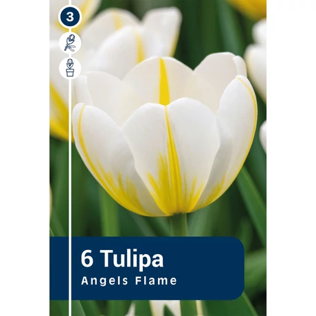 Vh 16346 Tulipa Single late Angels Flame 6db/cs 11/12