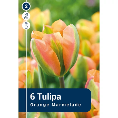 Vh 16375 Tulipa Viridiflora Orange Marmelade 6db/cs 11/12
